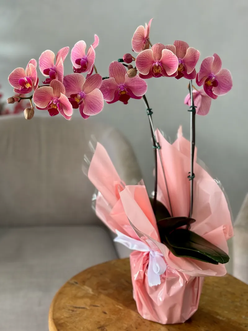 VASO DE ORQUÍDEA DIVERSA